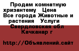 Продам комнатную хризантему › Цена ­ 250 - Все города Животные и растения » Услуги   . Свердловская обл.,Качканар г.